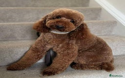 Miniature Poodle dogs for stud: Dark Red Miniature Poodle Stud Package Available in Southampton - Image 1
