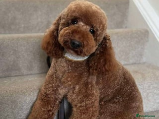 Miniature Poodle dogs in Southampton - Advert 29