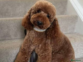 Miniature Poodle dogs Dark Red Miniature Poodle Stud Package Available in Southampton - Advert 15