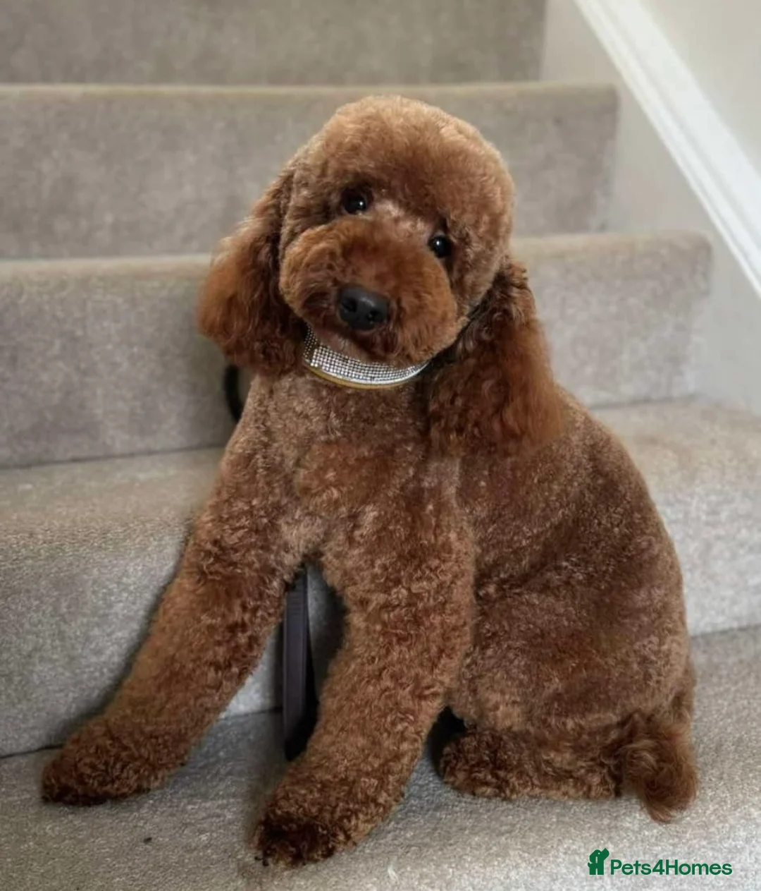 Miniature Poodle dogs for stud: Dark Red Miniature Poodle Stud Package Available in Southampton - Advert 1