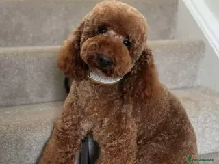 Miniature Poodle dogs Dark Red Miniature Poodle Stud Package Available in Southampton - Advert 11