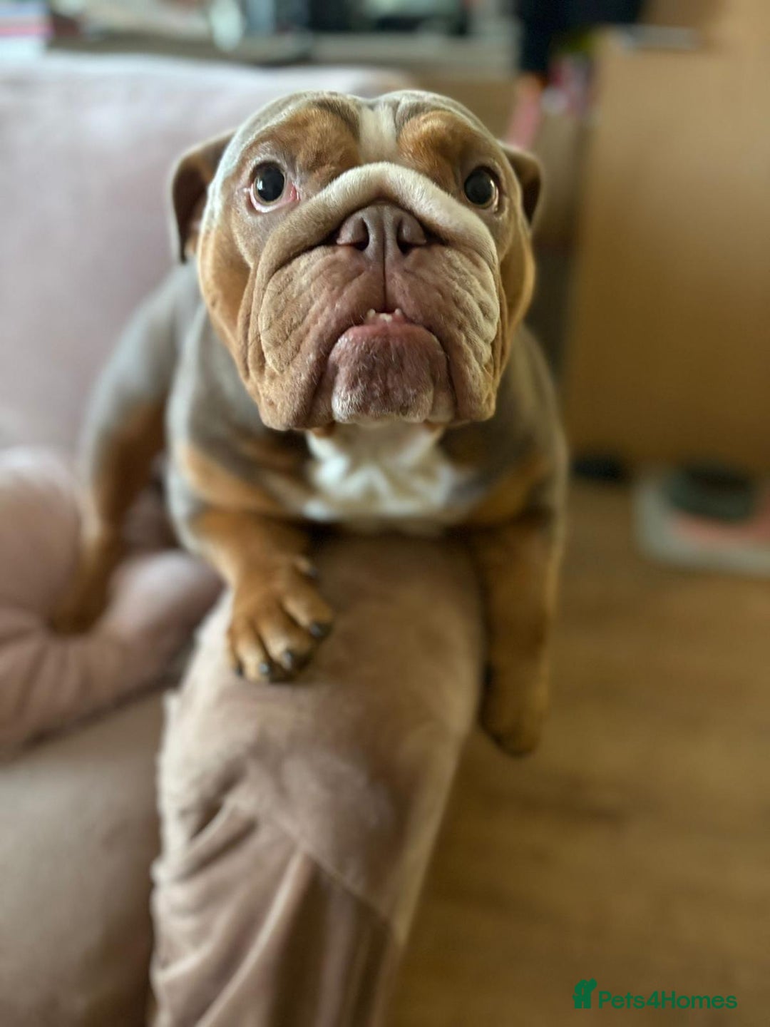 English Bulldog dogs for sale: 🐾 Beautiful English Bulldog  - Image 13