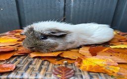 Guinea Pig rodents for sale: Lovely female guinea pig “Clover” - Image 1