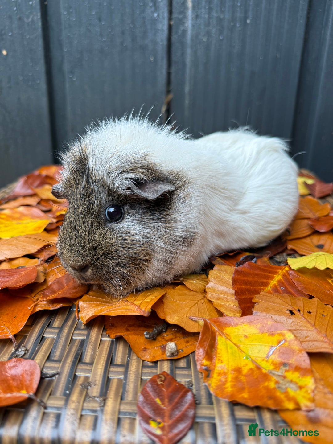 Guinea Pig rodents for sale: Lovely female guinea pig “Clover” - Image 1