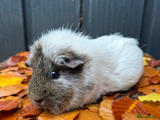 Guinea Pig rodents for sale - Advert 1