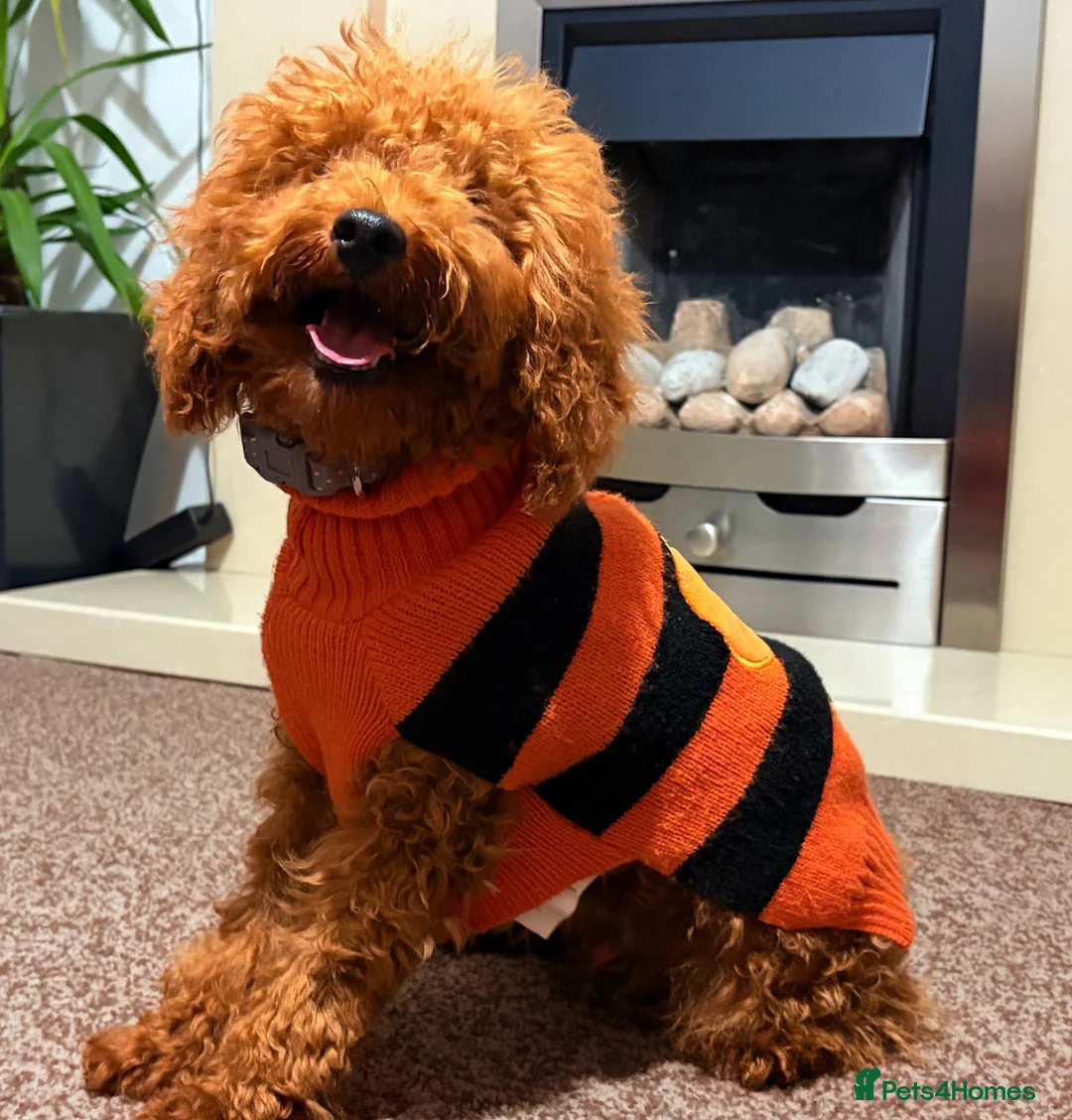 Miniature Poodle dogs for sale: Poodle in Nottingham - Advert 2