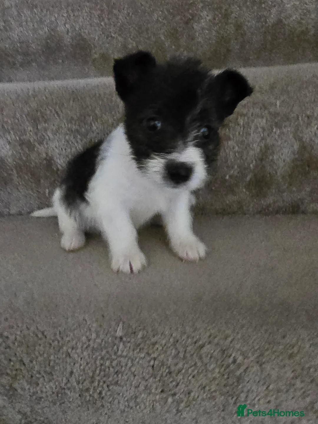 Mixed Breed dogs for sale: Malchi puppies for sale  - Advert 15