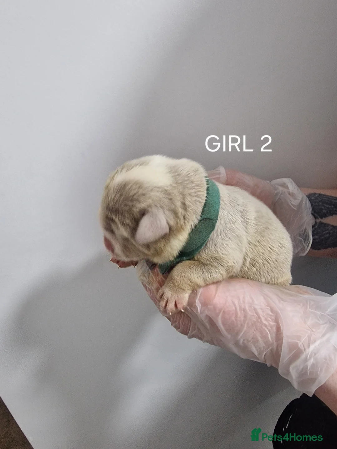 Mixed Breed dogs for sale: Olde Thyme Bulldog X Olde English Puppies - Advert 24