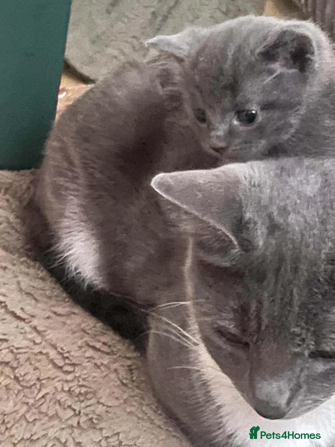 Mixed Breed cats for sale: Kittens ready now - Advert 8