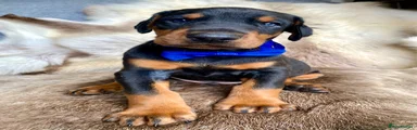 Dark blue collar boy
