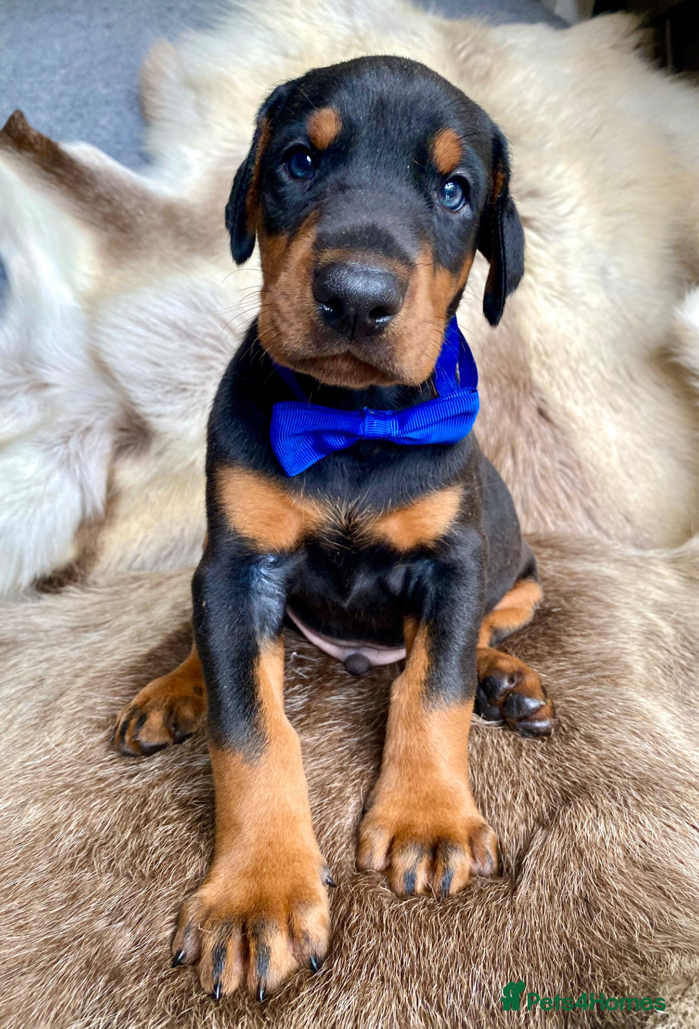 Dobermann dogs for sale: *KC REGISTERED* HEALTH TESTED DOBERMAN PUPPIES - Advert 1