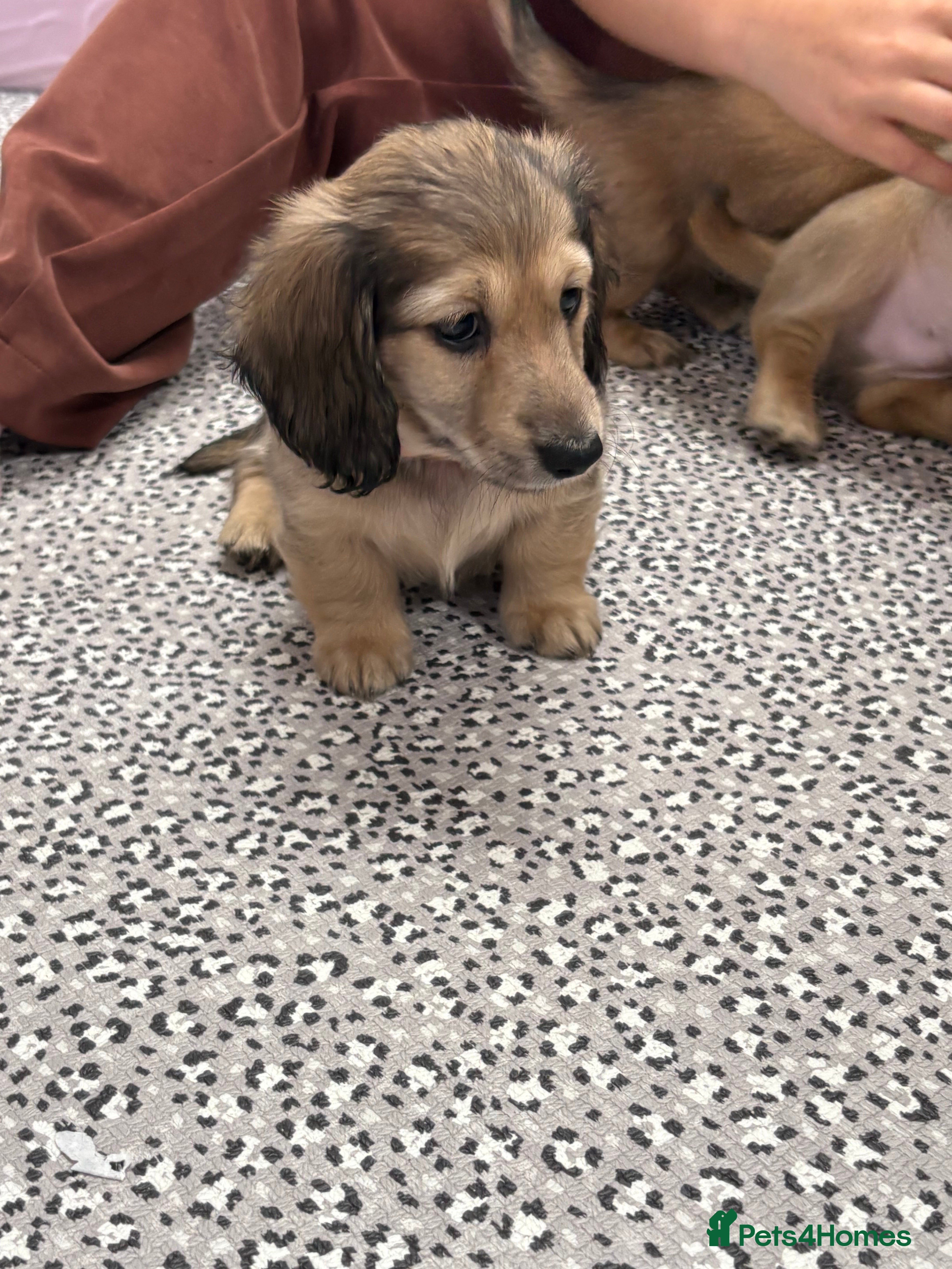 Miniature Dachshund dogs Long-haired miniature dachshunds - Advert 2