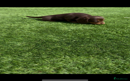 Miniature Dachshund dogs for sale: Delightful litter of KC Longhaired Mini Dachshunds - Image 3