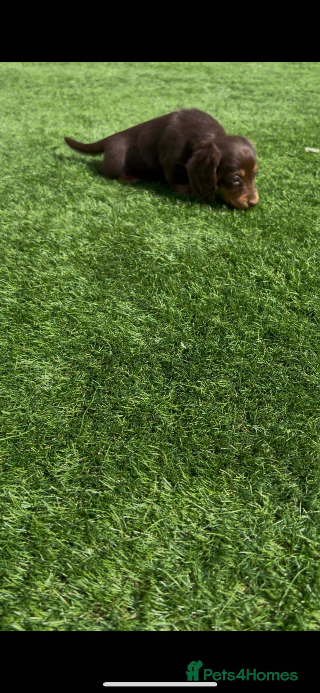 Miniature Dachshund dogs for sale: Delightful litter of KC Longhaired Mini Dachshunds - Image 3