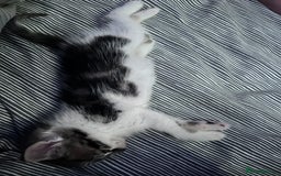 Domestic Shorthair cats for sale: Cute little kitten looking for his forever home - Image 2