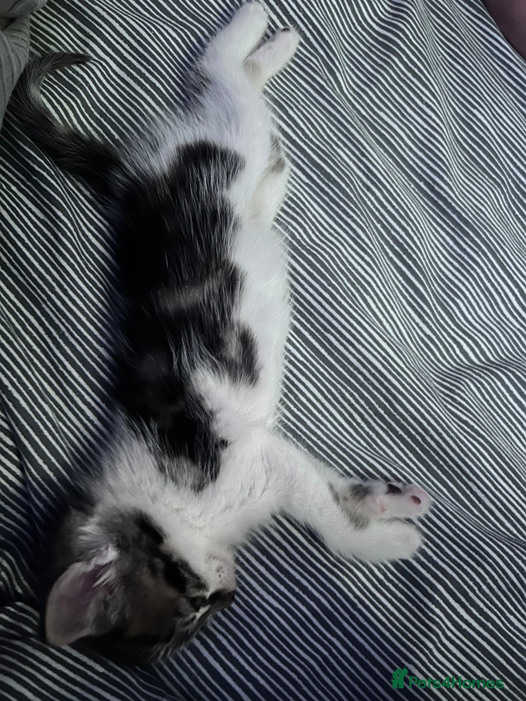 Domestic Shorthair cats for sale: Cute little kitten looking for his forever home - Image 2