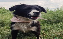 Mixed Breed dogs for adoption: Terrific Trixie - Image 3