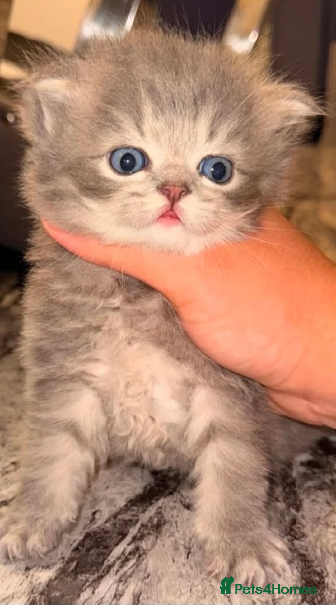 Persian cats for sale: 5 female Kitten for sale - Advert 2
