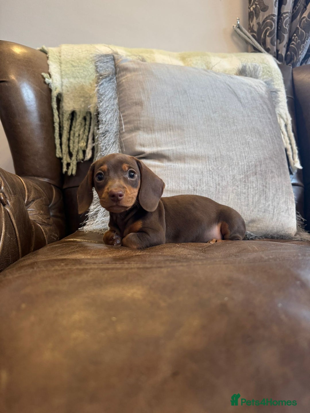 Dachshund dogs for sale: Miniature Dachshund Puppies  - Advert 2