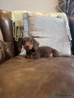 Dachshund dogs Miniature Dachshund Puppies - Advert 2