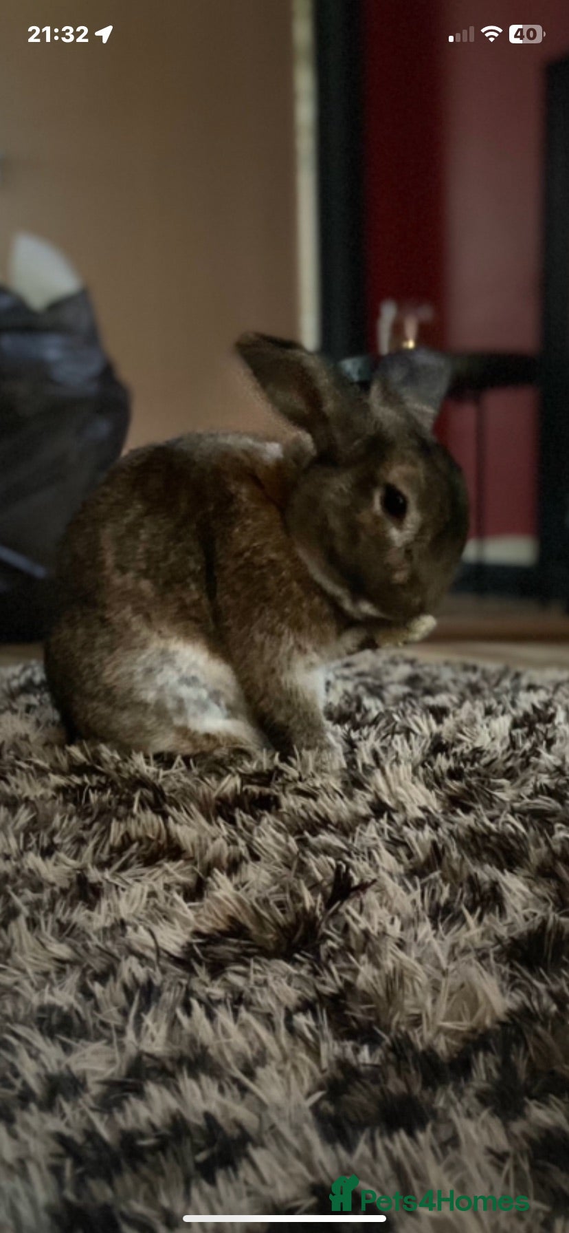 Mixed Breed rabbits brown rabbit - Advert 1
