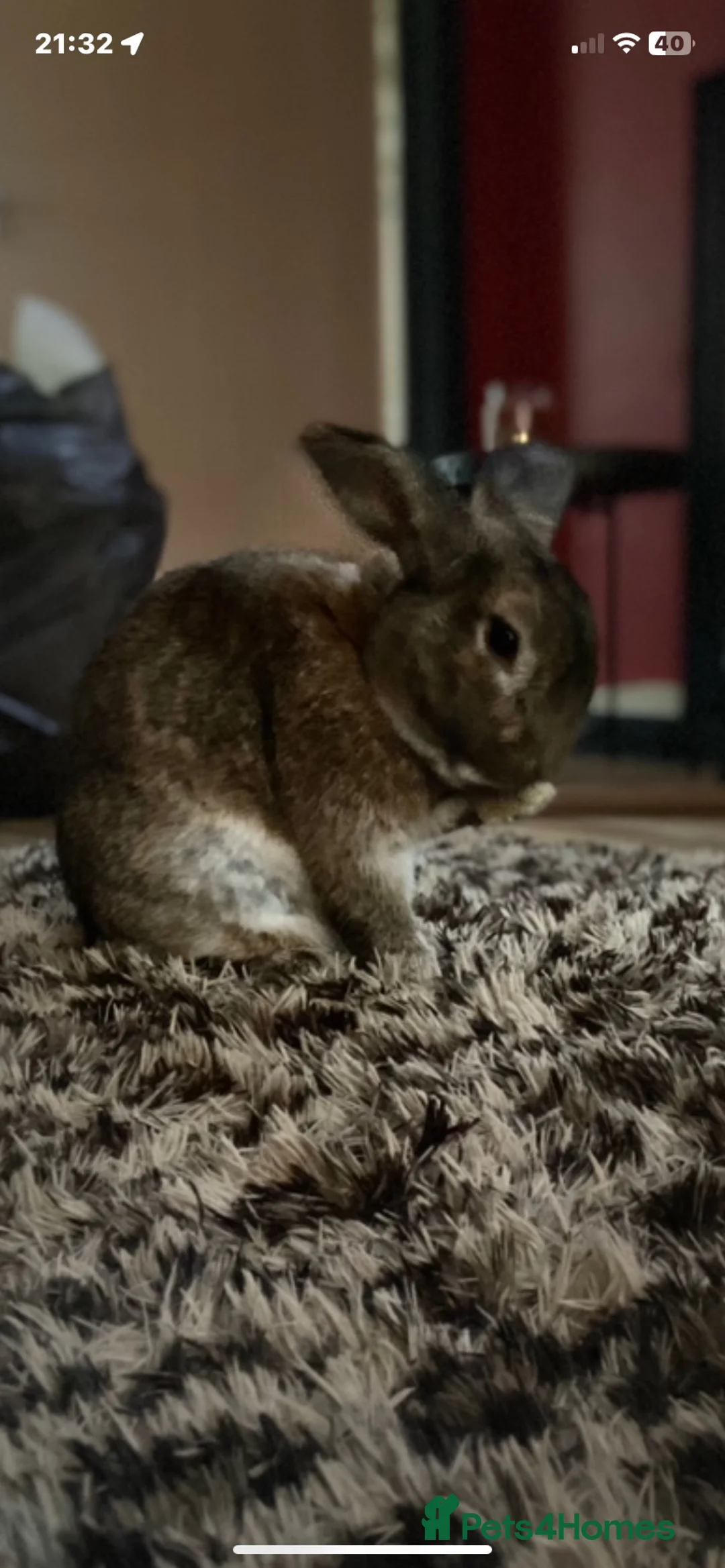 Mixed Breed rabbits for sale: brown rabbit in Uttoxeter - Advert 1