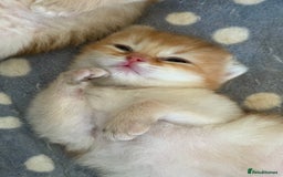 British Longhair cats for sale: GCCF reg BLH Black and Chocolate Golden kittens - Image 3