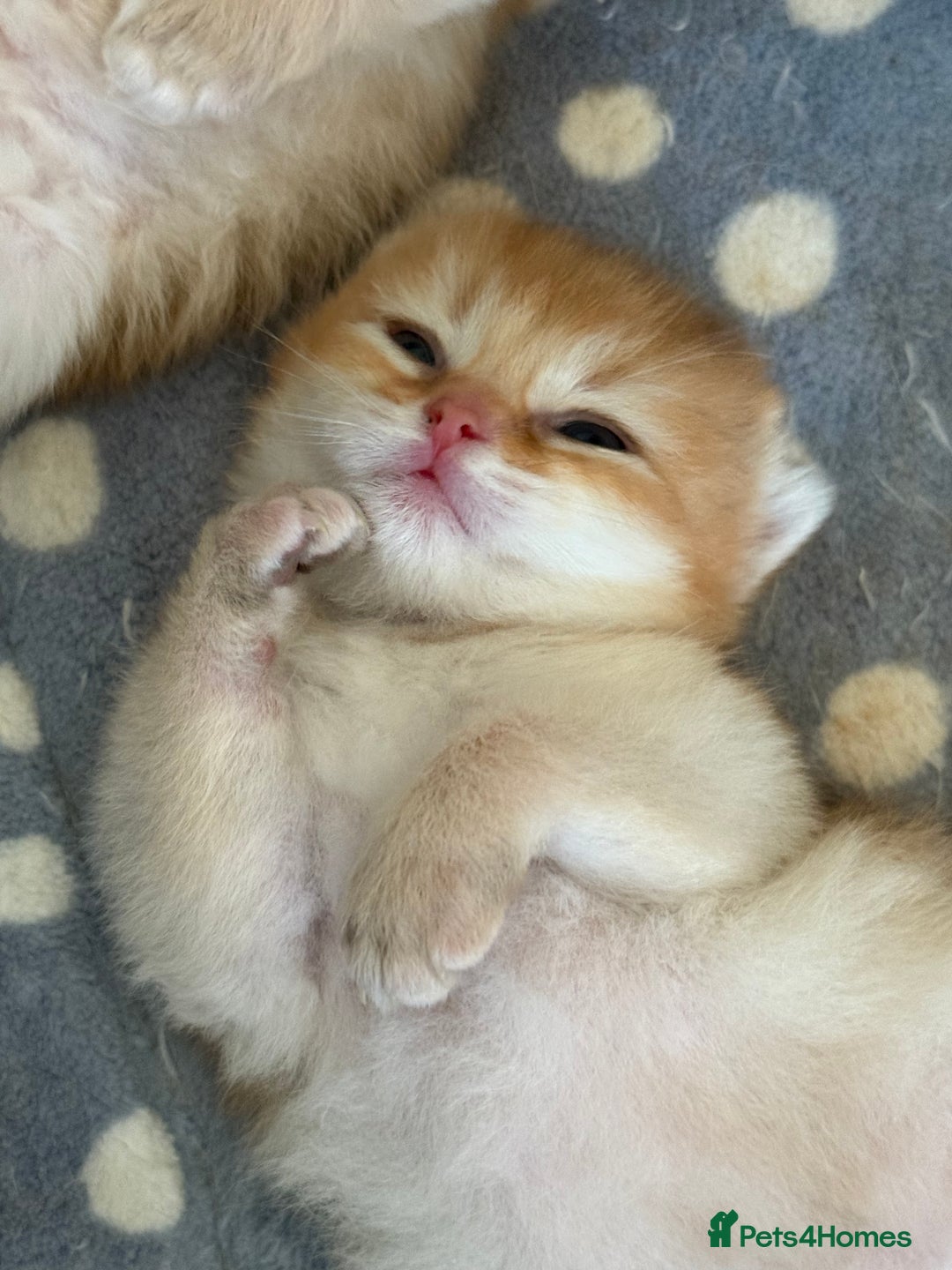 British Longhair cats for sale: GCCF reg BLH Black and Chocolate Golden kittens - Image 3