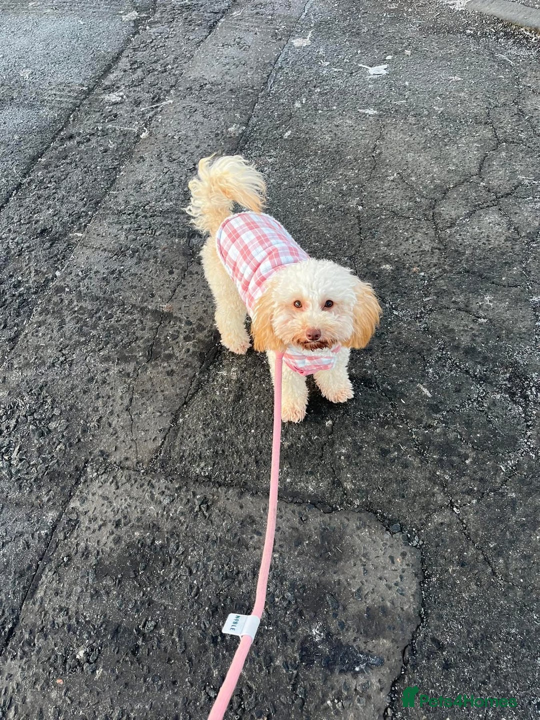 Toy Poodle dogs for sale: Toy Poodle  - Image 5