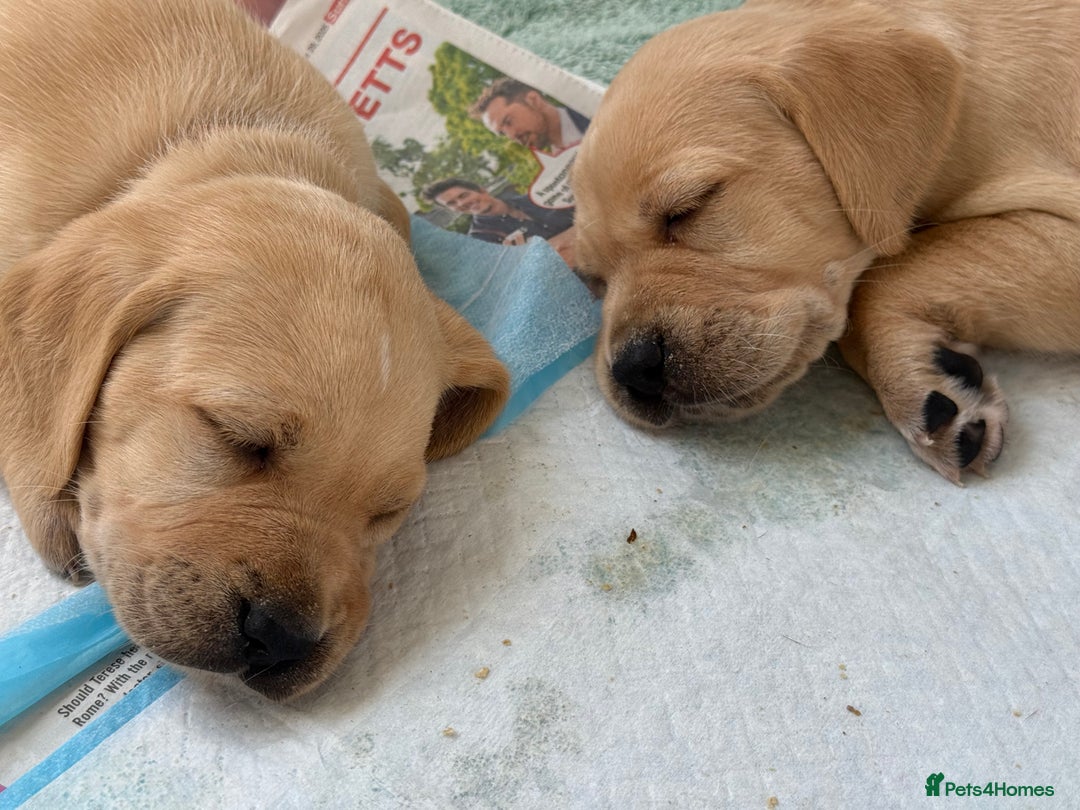 Mixed Breed dogs for sale: Golden retriever x pointer puppies - Image 5