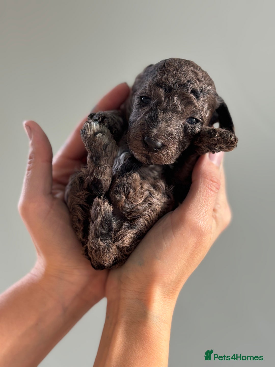 Miniature Poodle dogs for sale: Beautiful health tested miniature poodles  - Advert 33