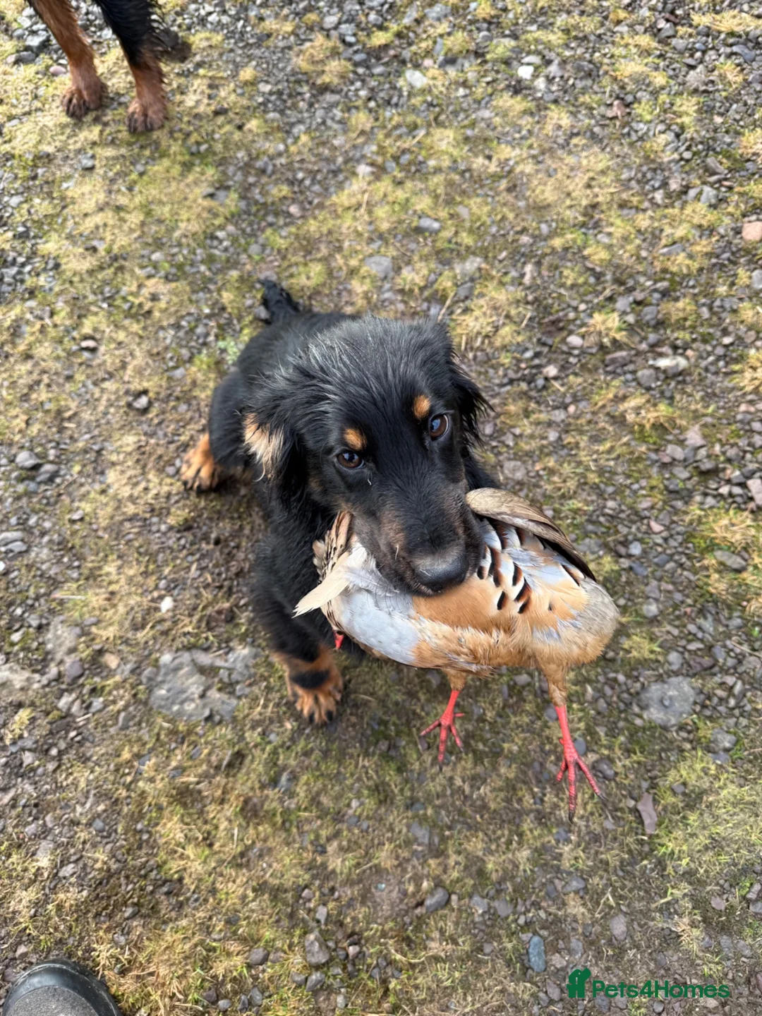 Cocker Spaniel dogs for stud: Black and Tan Cocker Spaniel at Stud - Advert 14