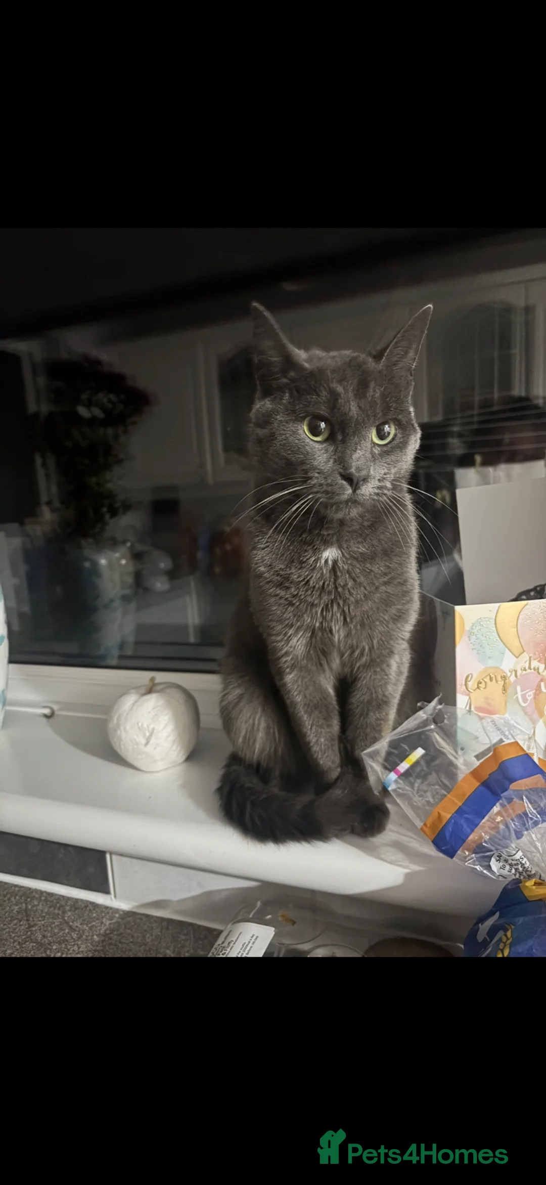 Mixed Breed cats for sale: Cute Litter of mixed breed kittens  - Advert 1