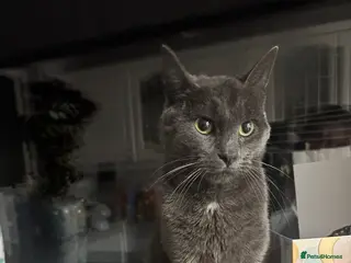 Mixed Breed cats Cute Litter of mixed breed kittens - Advert 1