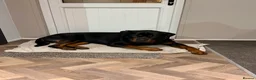 Rottweiler dogs for sale: 1 year old Rottweiler  - Advert 1