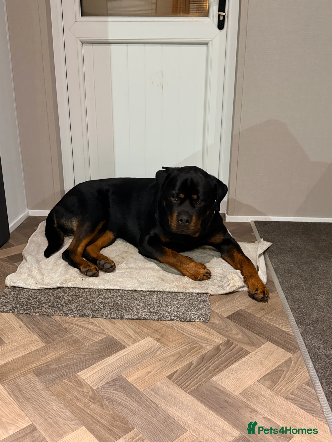 Rottweiler dogs for sale: 1 year old Rottweiler  - Advert 1