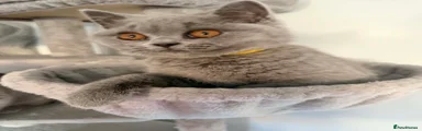 British Shorthair Kitten - Yellow collar