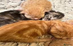 Maine Coon cats for sale: Gorgeous Maine coone kittens  - Image 11
