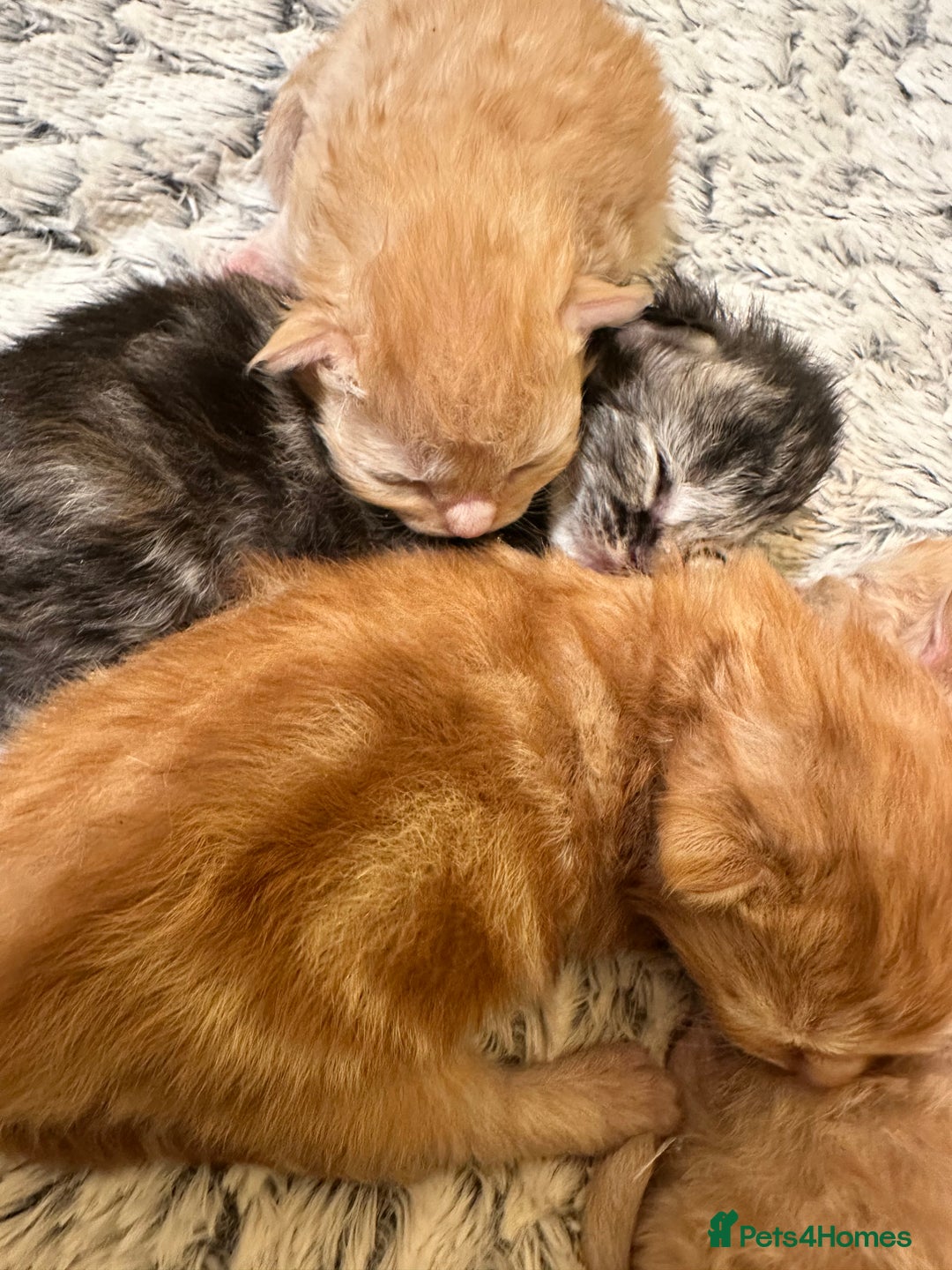 Maine Coon cats for sale: Gorgeous Maine coone kittens  - Image 11