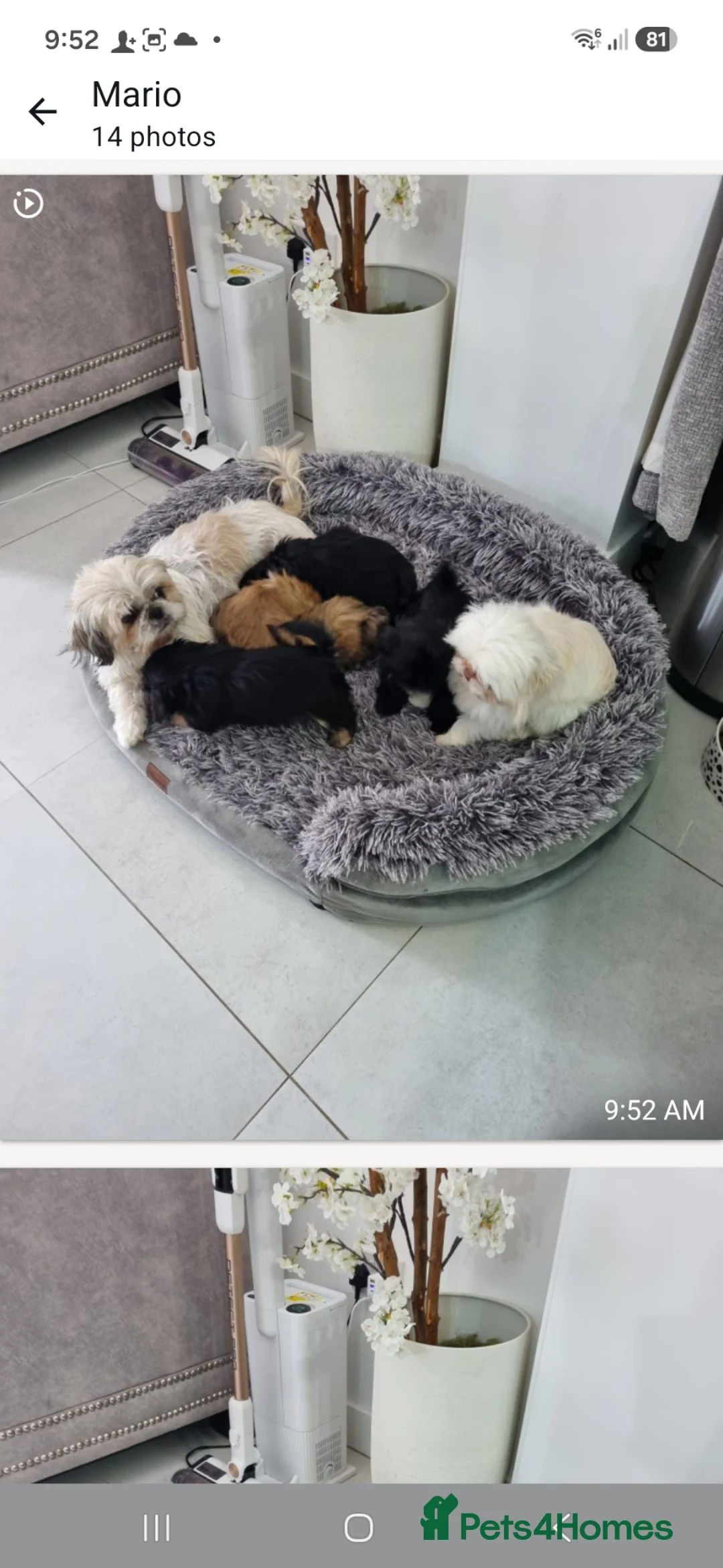 Shih Tzu dogs for sale: Puppys for sale  - Advert 15