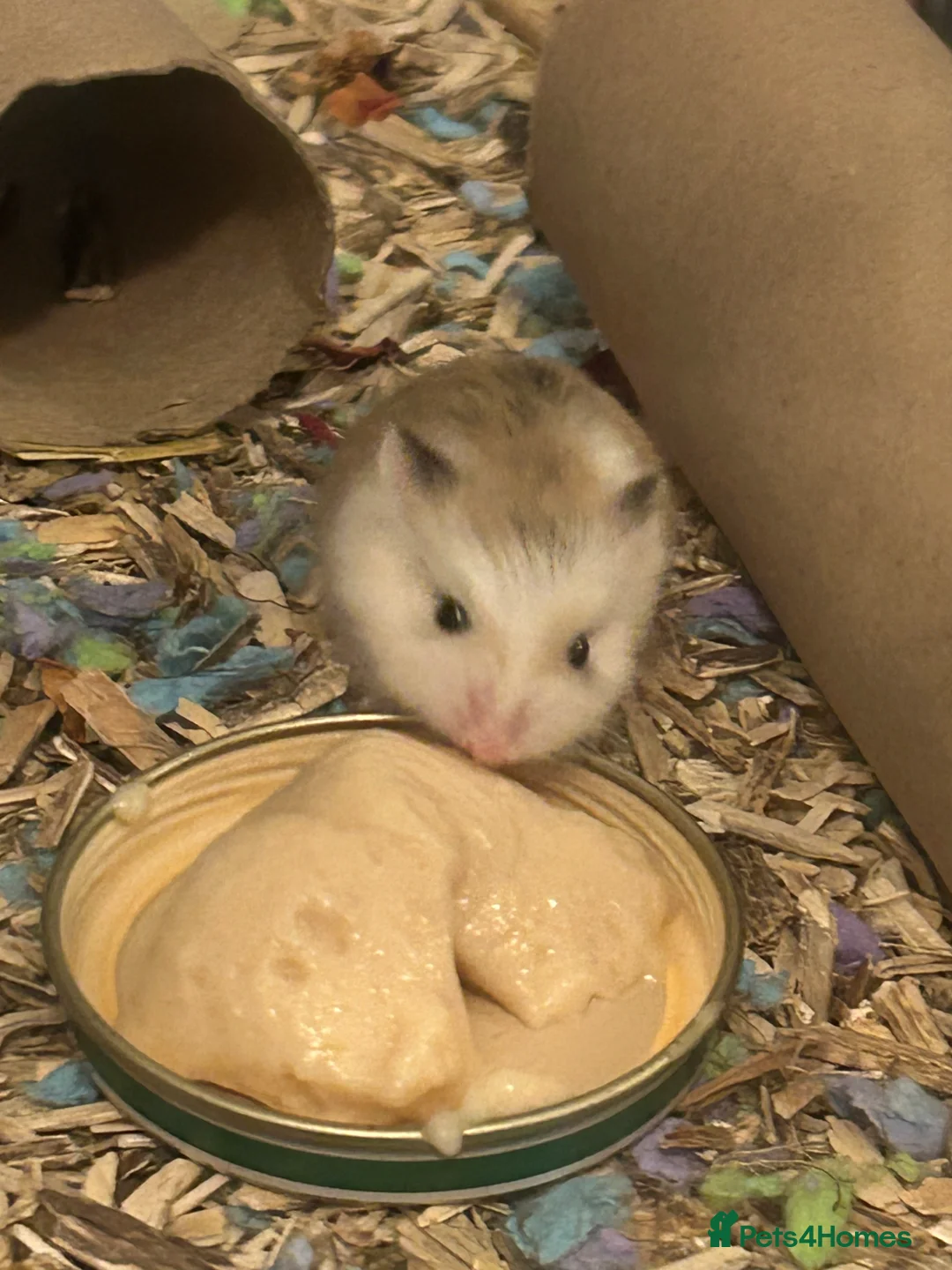 Hamster rodents for sale: Roborovski babies from show winning parent - Advert 2