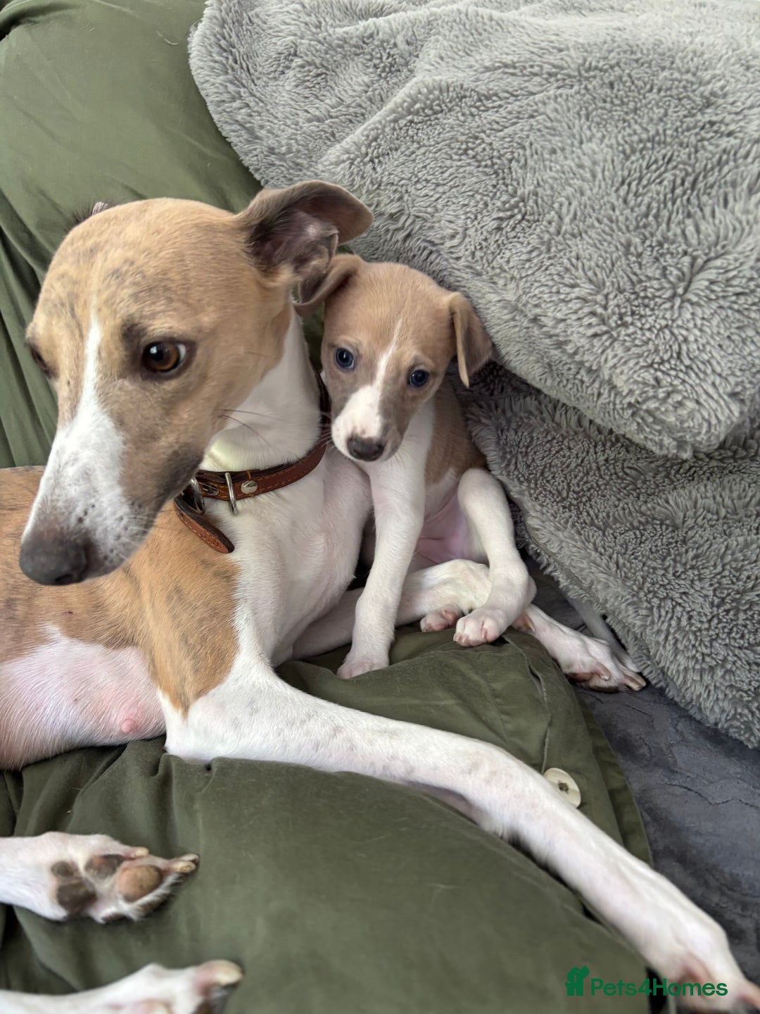 Whippet dogs for sale: Beautiful KC Whippets Puppies - Image 2