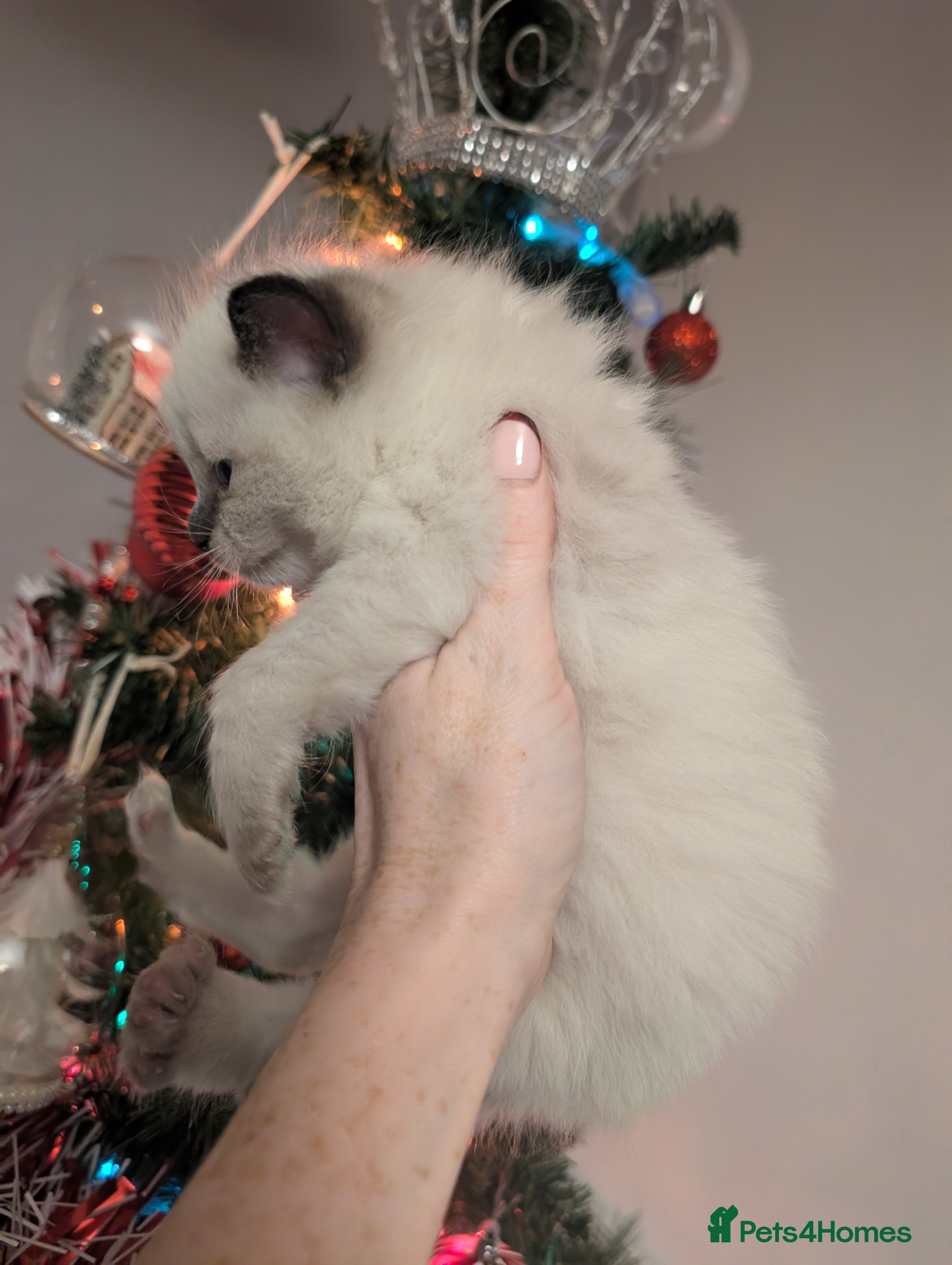 Ragdoll cats Absolutely gorgeous ragdoll kittens - Advert 8