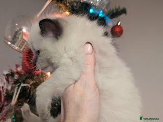 Ragdoll cats Absolutely gorgeous ragdoll kittens - Advert 3