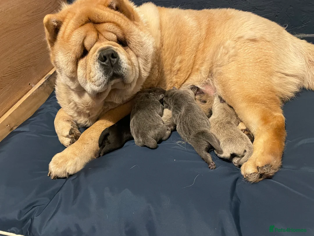 Chow Chow dogs for sale: 4 stunning pedigree chow chow puppies  in Walsall - Advert 2