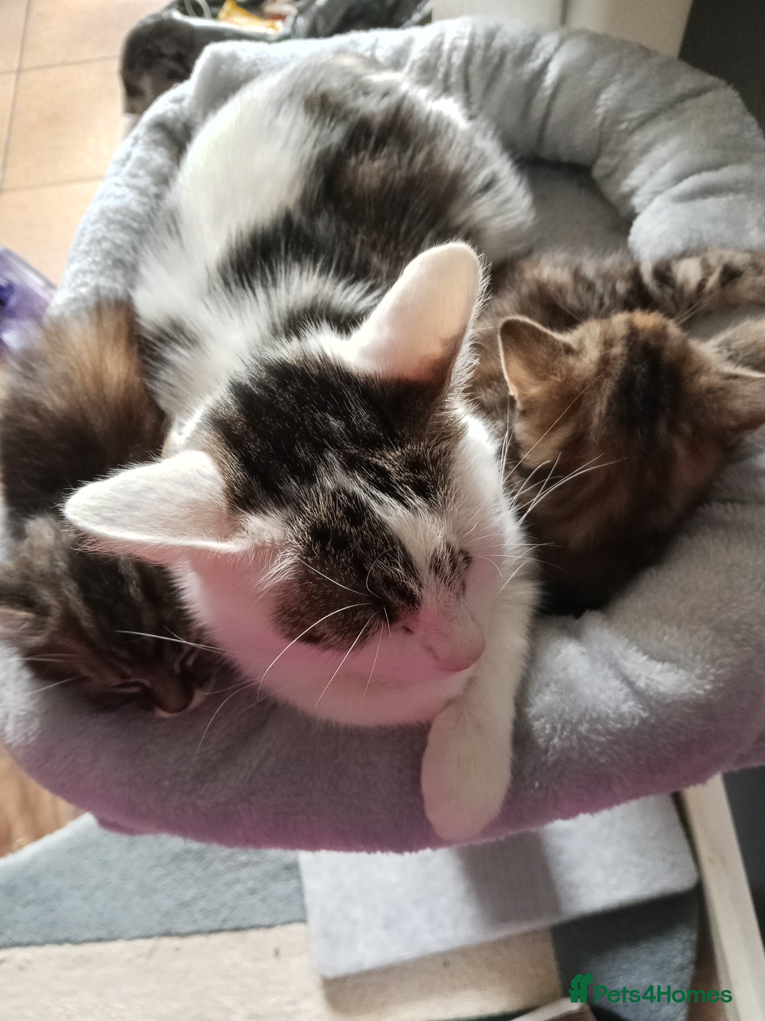 Mixed Breed cats Kittens for sale - Advert 2