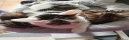 Mixed Breed cats for sale: Kittens for sale - Advert 1