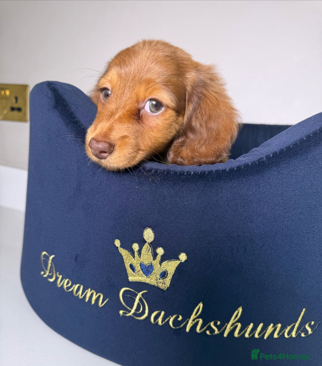 Miniature Dachshund dogs for sale: Miniature Long Haired Dachshund **Last Boy** in Saint Helens - Image 35