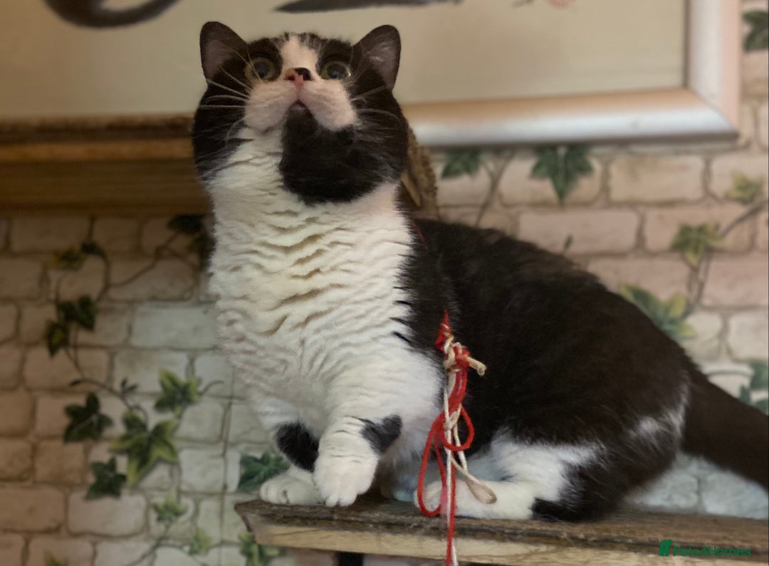 Munchkin cats for sale: Call center cat, TICA active registered munchkin - Advert 4