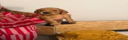 Cocker Spaniel dogs for sale: Red KC reg working cocker spaniels  in Sunderland - Advert 5
